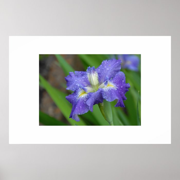 Purple Iris in Morning Dew Posters