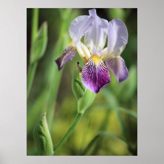 Purple Iris in the Sun Poster (Front)