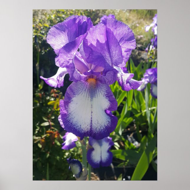 Purple Iris Irises Cottage Garden art Plant Poster (Front)