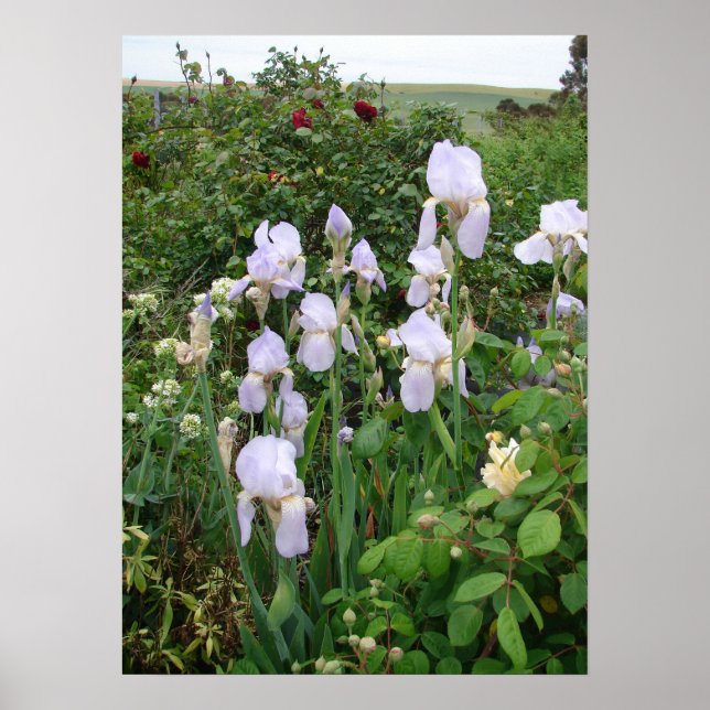 Purple Iris Irises Cottage Garden Plant Poster (Front)