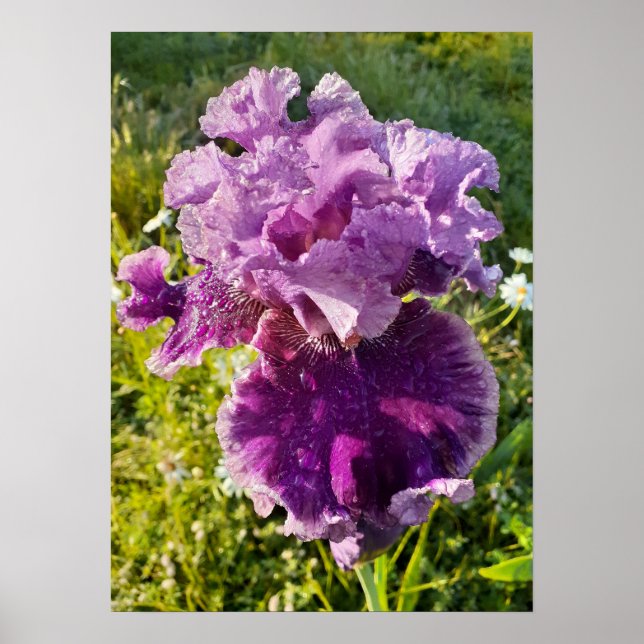 Purple Iris Irises Floral Flower Garden Poster (Front)