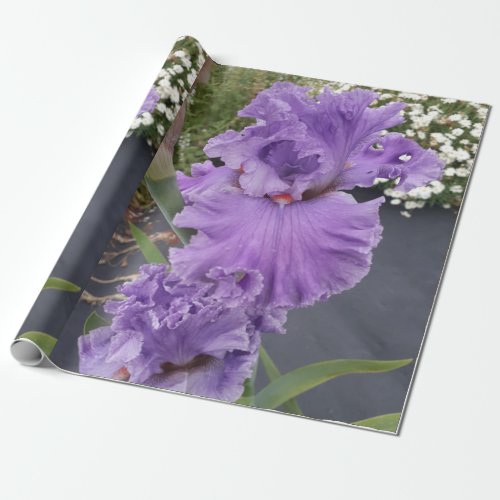 Purple Iris irises flowers Lavender Lilac Bearded  Wrapping Paper