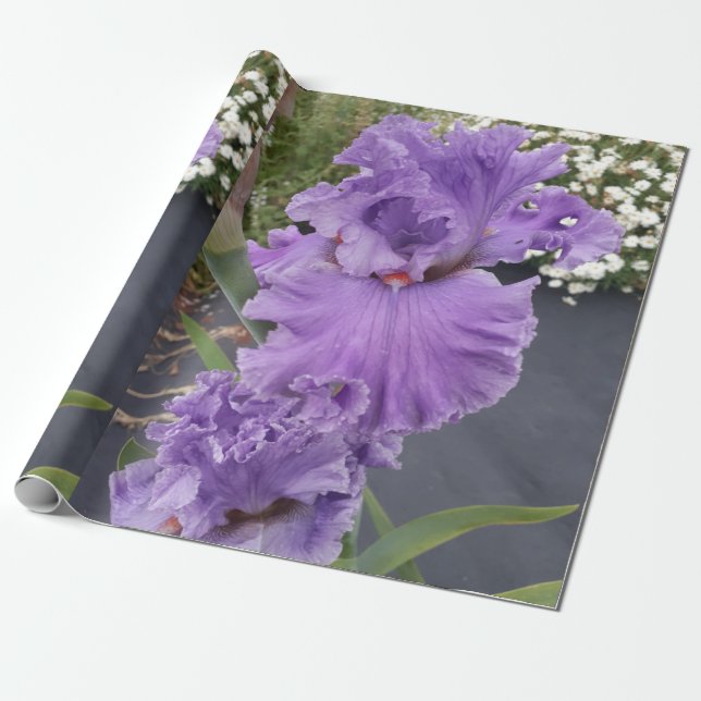 Purple Iris irises flowers Lavender Lilac Bearded  Wrapping Paper (Unrolled)