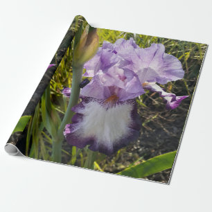 Purple Iris irises flowers Lavender Lilac Bearded Wrapping Paper