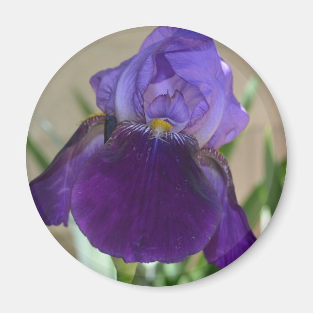Purple Iris Magnet (Front)