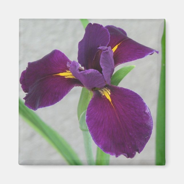 Purple Iris Magnet (Front)