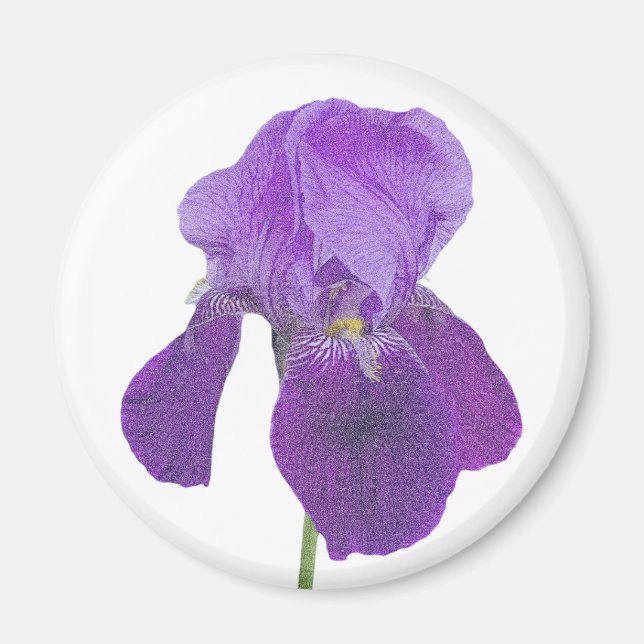 Purple Iris Magnet (Front)
