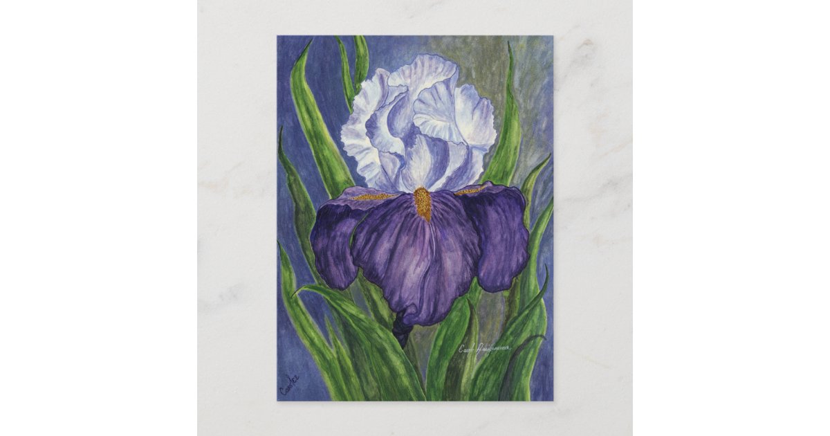 Purple Iris Mini Collectible Prints Postcard | Zazzle