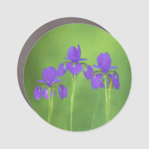 Purple Iris Painting - Original Flower Art Car Magnet