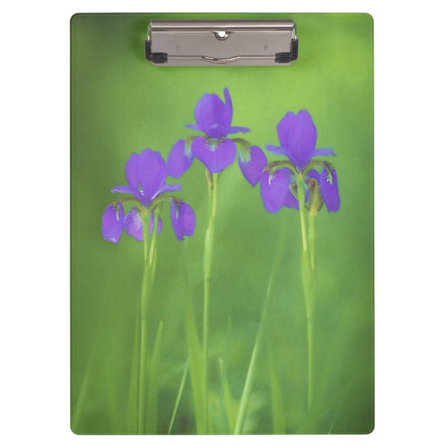 Purple Iris Painting - Original Flower Art Clipboard (Front)