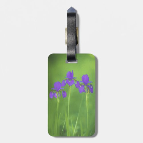 Purple Iris Painting _ Original Flower Art Luggage Tag