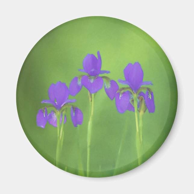 Purple Iris Painting - Original Flower Art Magnet (Front)