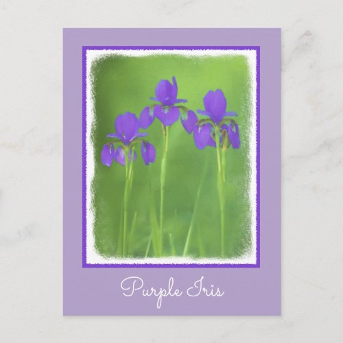 Purple Iris Painting _ Original Flower Art Postcard