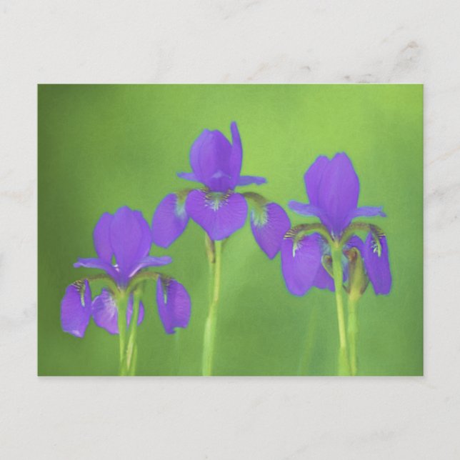 Purple Iris Painting - Original Flower Art Postcard (Front)