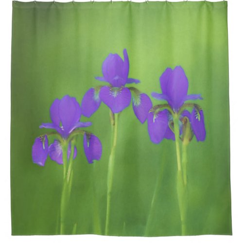 Purple Iris Painting _ Original Flower Art Shower Curtain