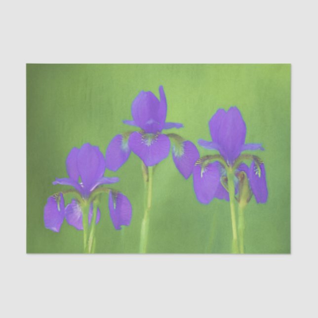 Purple Iris Painting - Original Flower Art Tissue Paper (Front)
