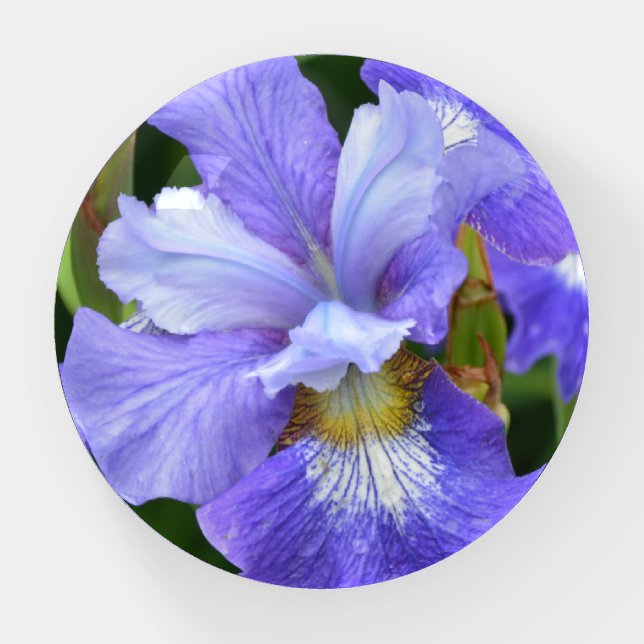 Purple iris paperweight (Front)