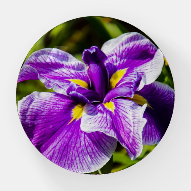 Purple Iris Paperweight (Front)