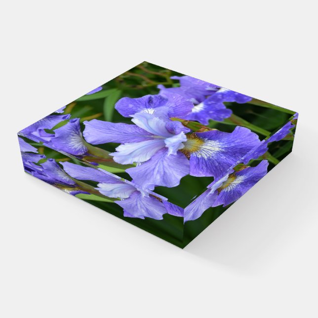 Purple iris paperweight (Angled)