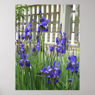Purple Iris Photograph Poster