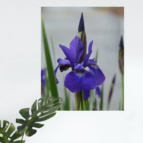 Purple Iris Photographic Floral Botanical Wall Acrylic Print