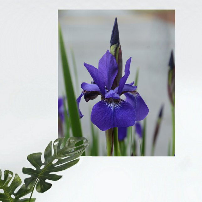 Purple Iris Photographic Floral Botanical Wall Acrylic Print (Creator Uploaded)