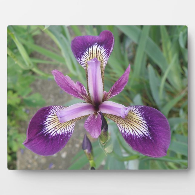 Purple iris Plaque (Front)