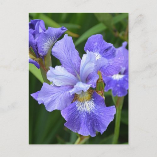 Purple iris postcard