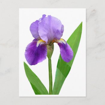 Purple Iris Postcard by tinsleylane at Zazzle
