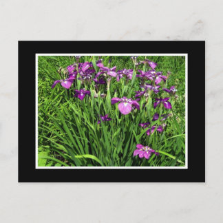 Purple Iris Postcard