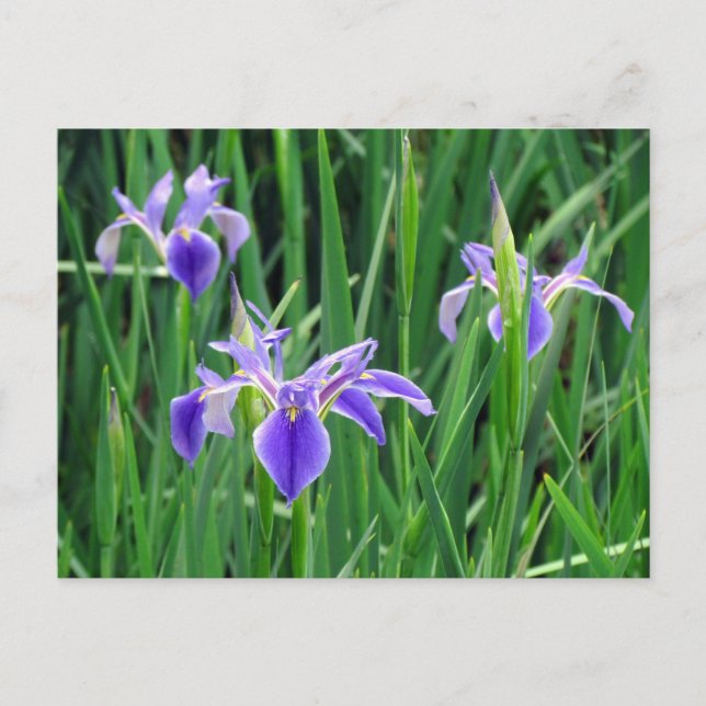 Purple Iris Postcard (Front)