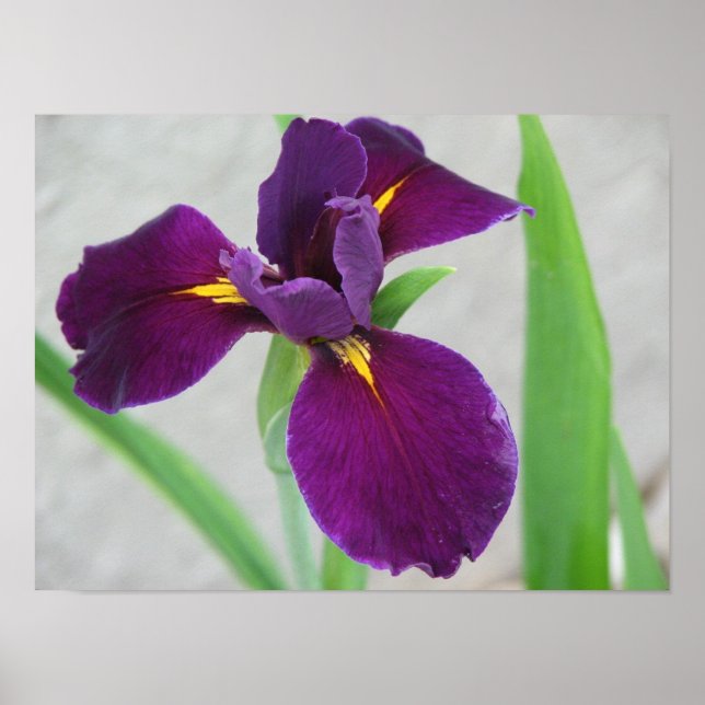 Purple Iris Poster (Front)