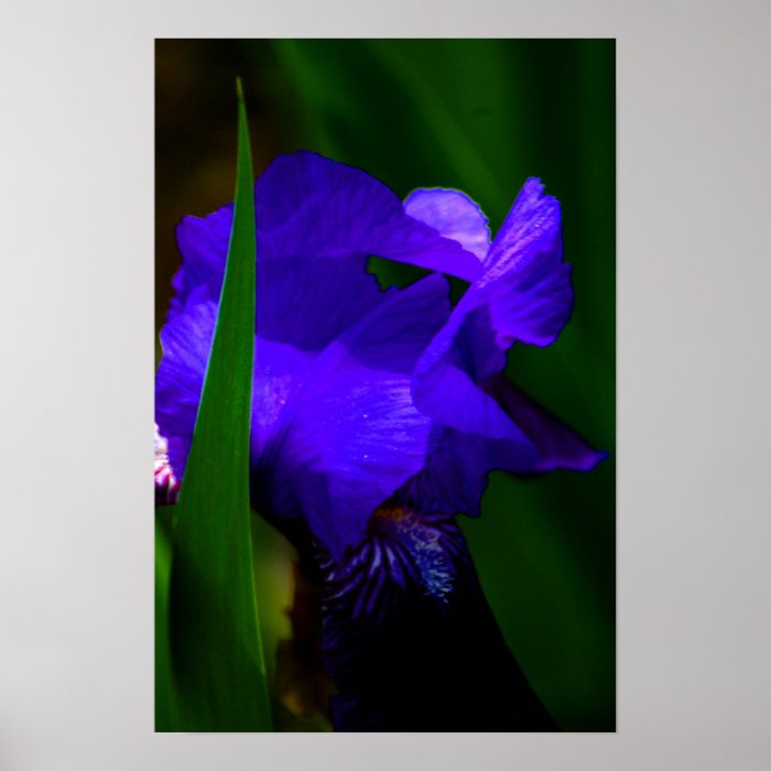 Purple Iris poster