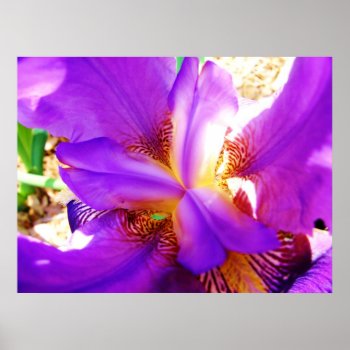 Purple Iris Poster by Bro_Jones at Zazzle