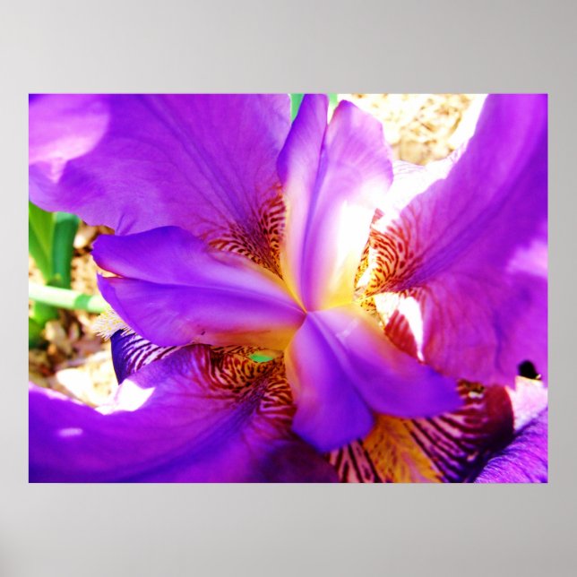 Purple Iris Poster (Front)