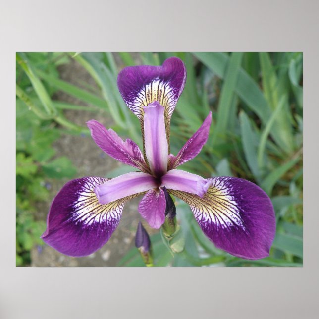 Purple Iris Print (Front)