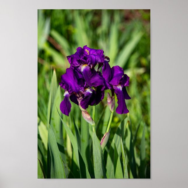Purple Iris Print (Front)