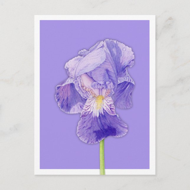 Purple Iris purple Postcard (Front)