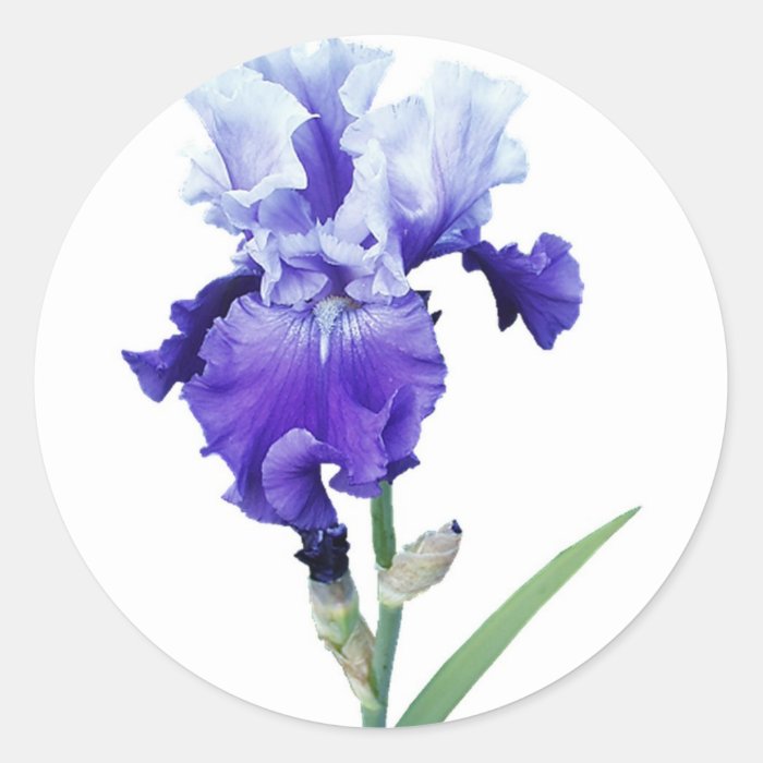 purple iris sticker