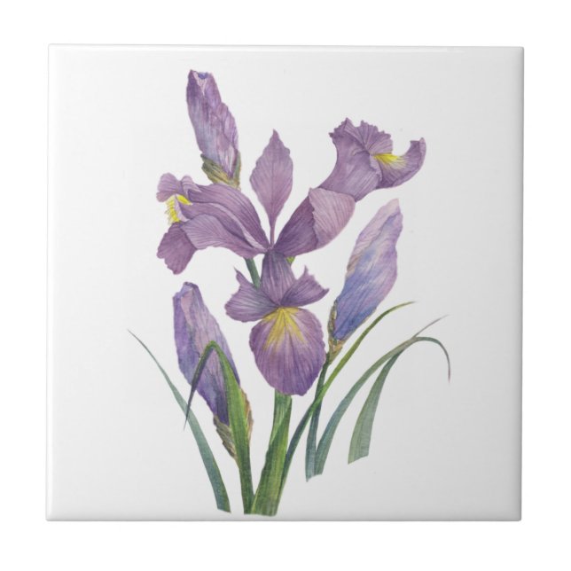 Purple Iris Watercolor Botanical Floral Art Ceramic Tile (Front)
