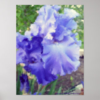 Purple Iris Watercolor Poster