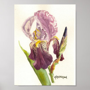 Purple Iris watercolor Poster