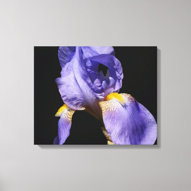 Purple Iris Wrapped Canvas Print (Front)