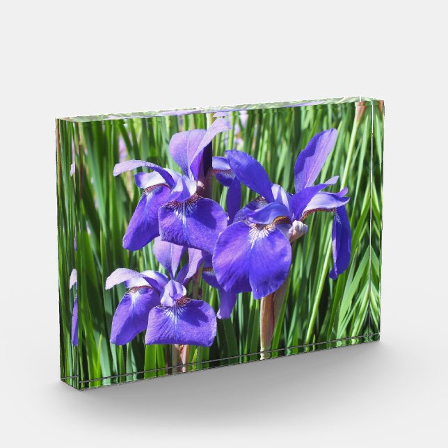 Purple Irises Acrylic Photo Block (Left)