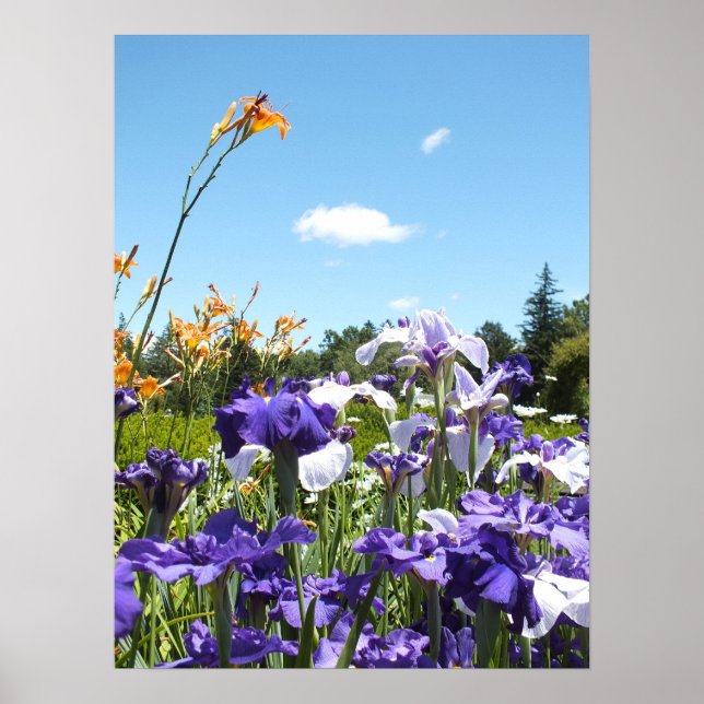 Purple Irises and Blue Sky Poster (Front)