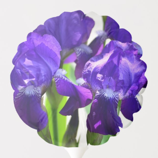 Purple Irises Iris Flower Balloon (Back)