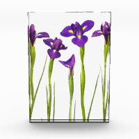 Purple Irises - Iris Flower Customized Template