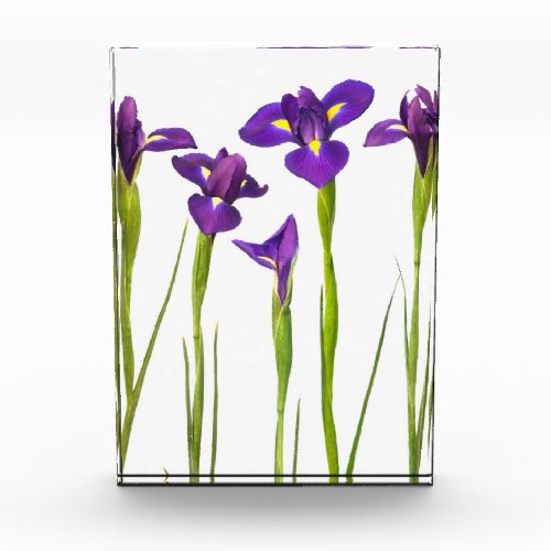 Purple Irises _ Iris Flower Customized Template Award
