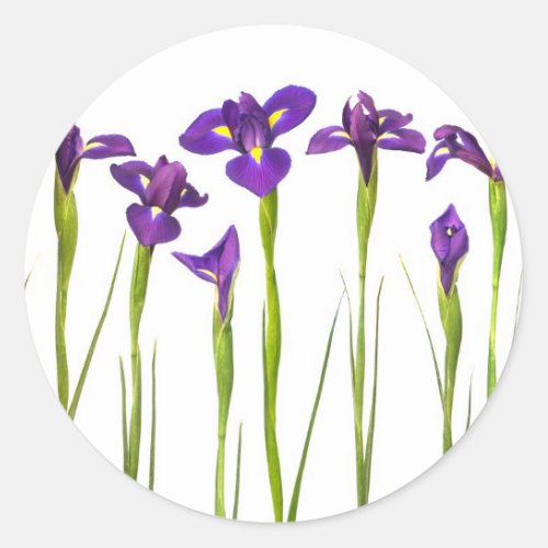 Purple Irises _ Iris Flower Customized Template Classic Round Sticker