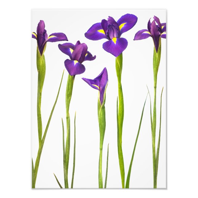 Purple Irises - Iris Flower Customized Template Photo Print (Front)